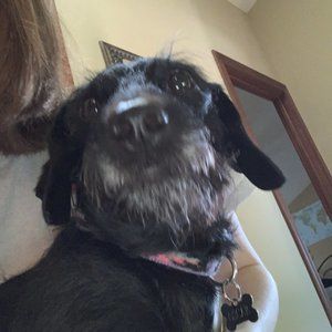 Meet your Posher, Molly